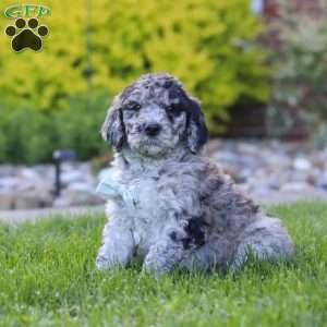 Ranger, Newfypoo Puppy